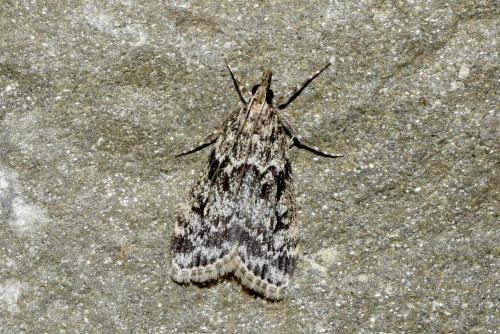 Réf. 190 242 : Eudonia truncicolella